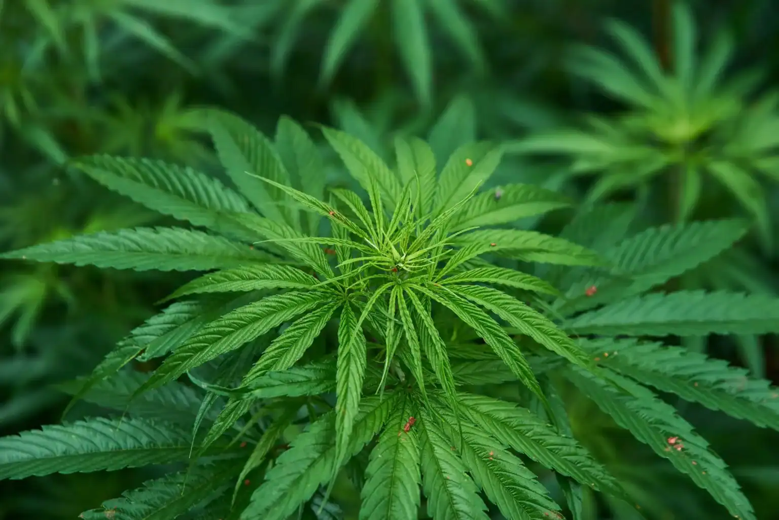 Minnesota cannabis and CBD location image